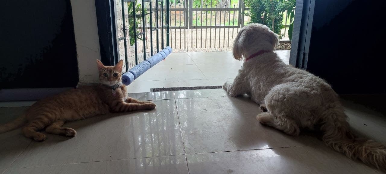Un gato y un perro descansando juntos frente a la puerta de una casa
